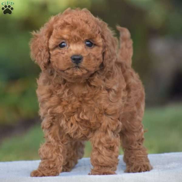 Violin, Cavapoo Puppy